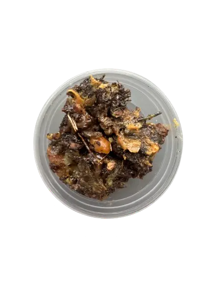 White Fassoukh Galbanum resin in clear container, showing dark brown crystalline chunks with amber-colored fragments