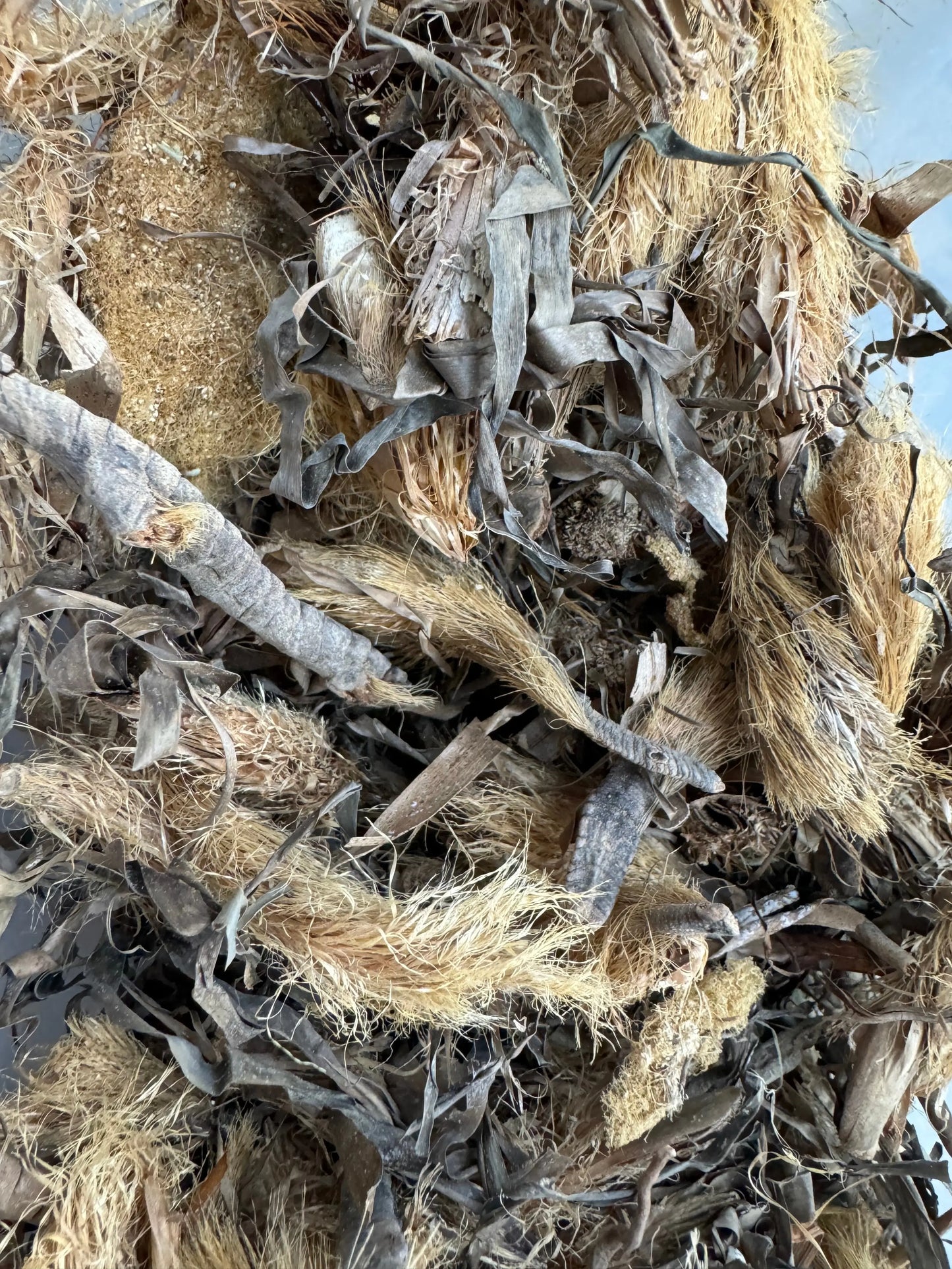 Dried Plante rjel el assad herb from Egypt showing natural fibrous roots and stems in beige and gray tones