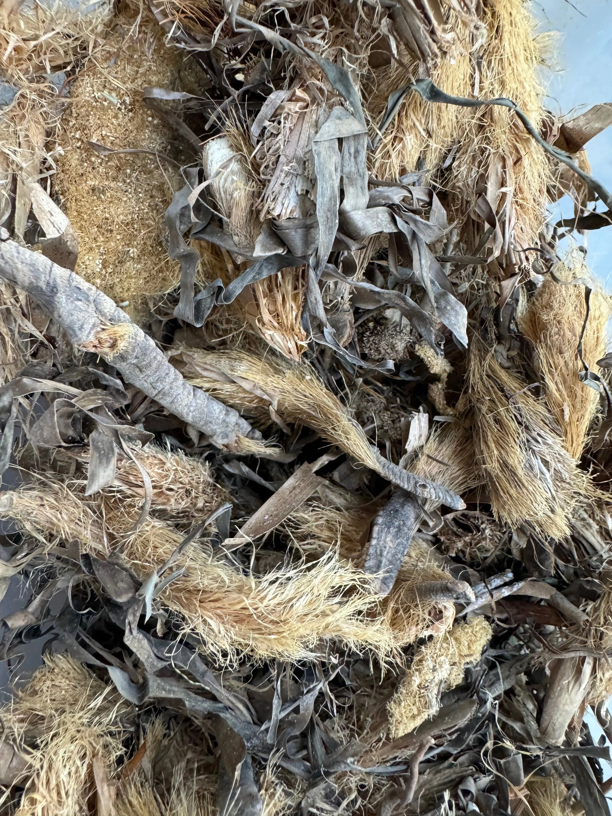 Dried Plante rjel el assad herb from Egypt showing natural fibrous roots and stems in beige and gray tones