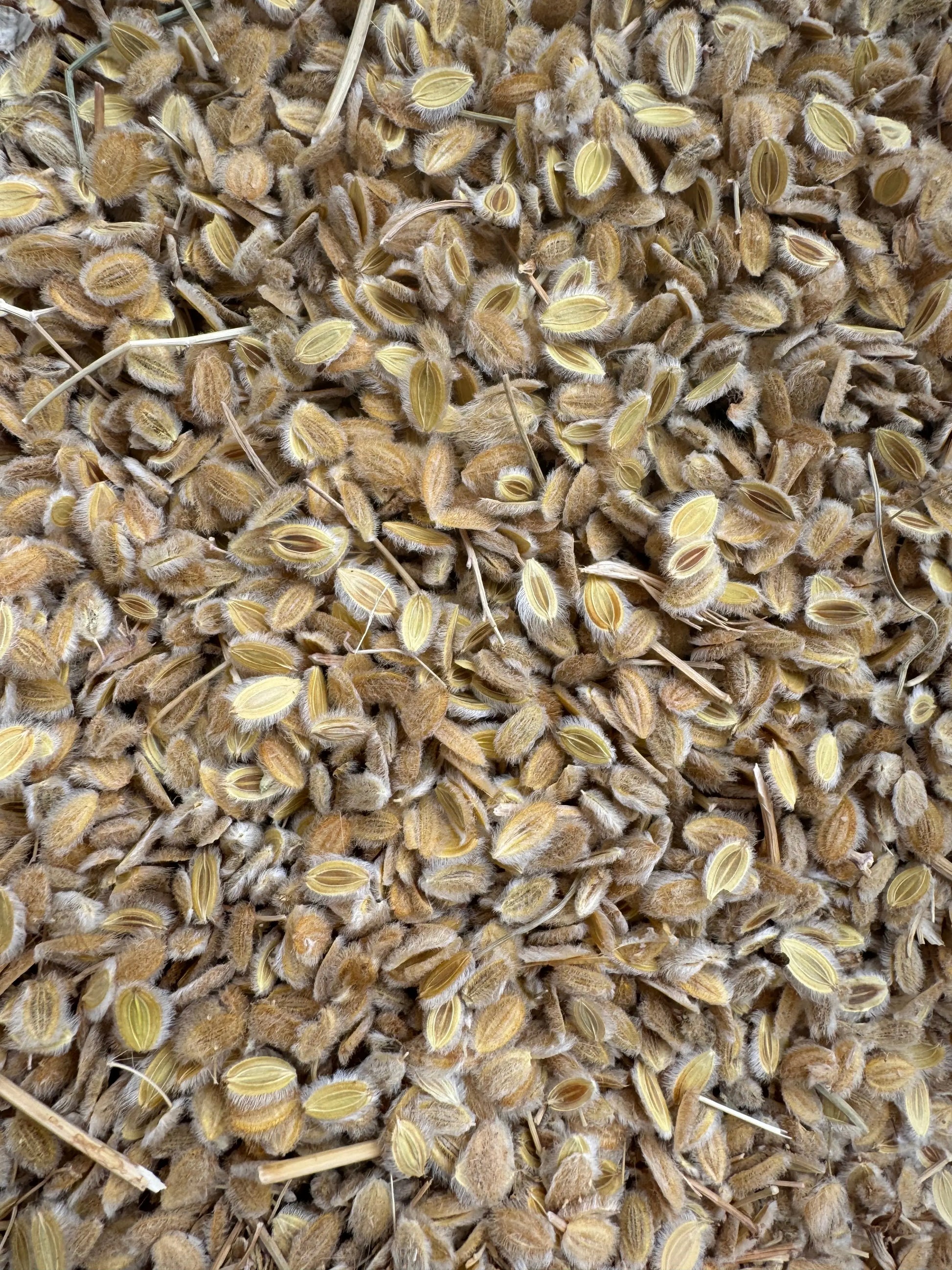 Kemoune soufi Moroccan cumin seeds with woolly texture displayed in close-up detail showing natural brown husks