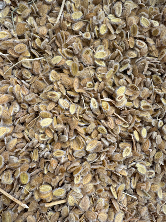Kemoune soufi Moroccan cumin seeds with woolly texture displayed in close-up detail showing natural brown husks