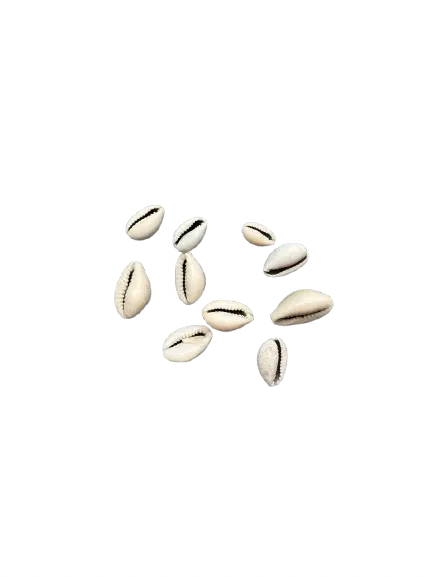 El ouadaa natural cowrie shells for traditional skin treatment scattered on white background