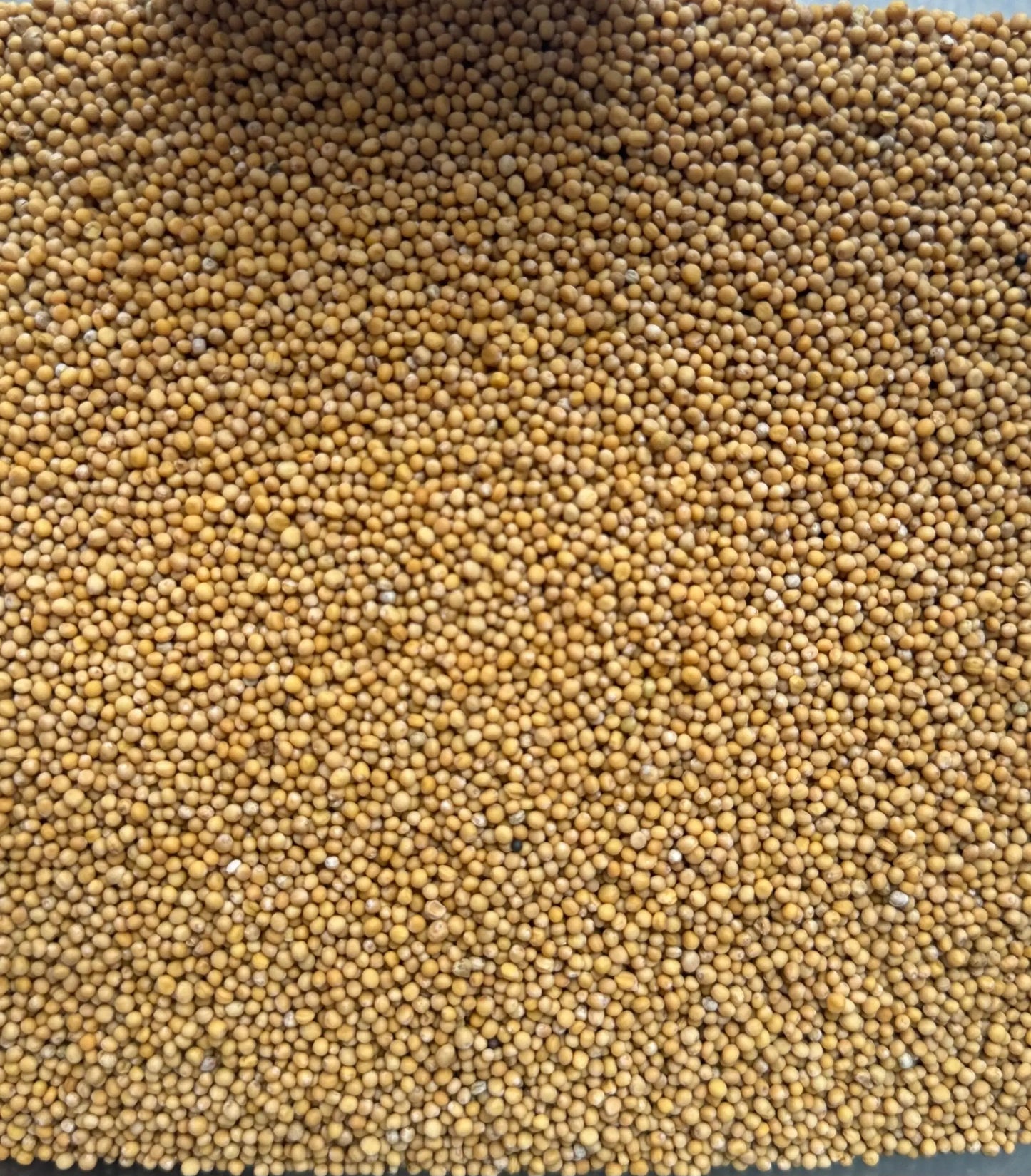 Golden yellow habhab beads close-up texture showing uniform small spherical grains for protection and success