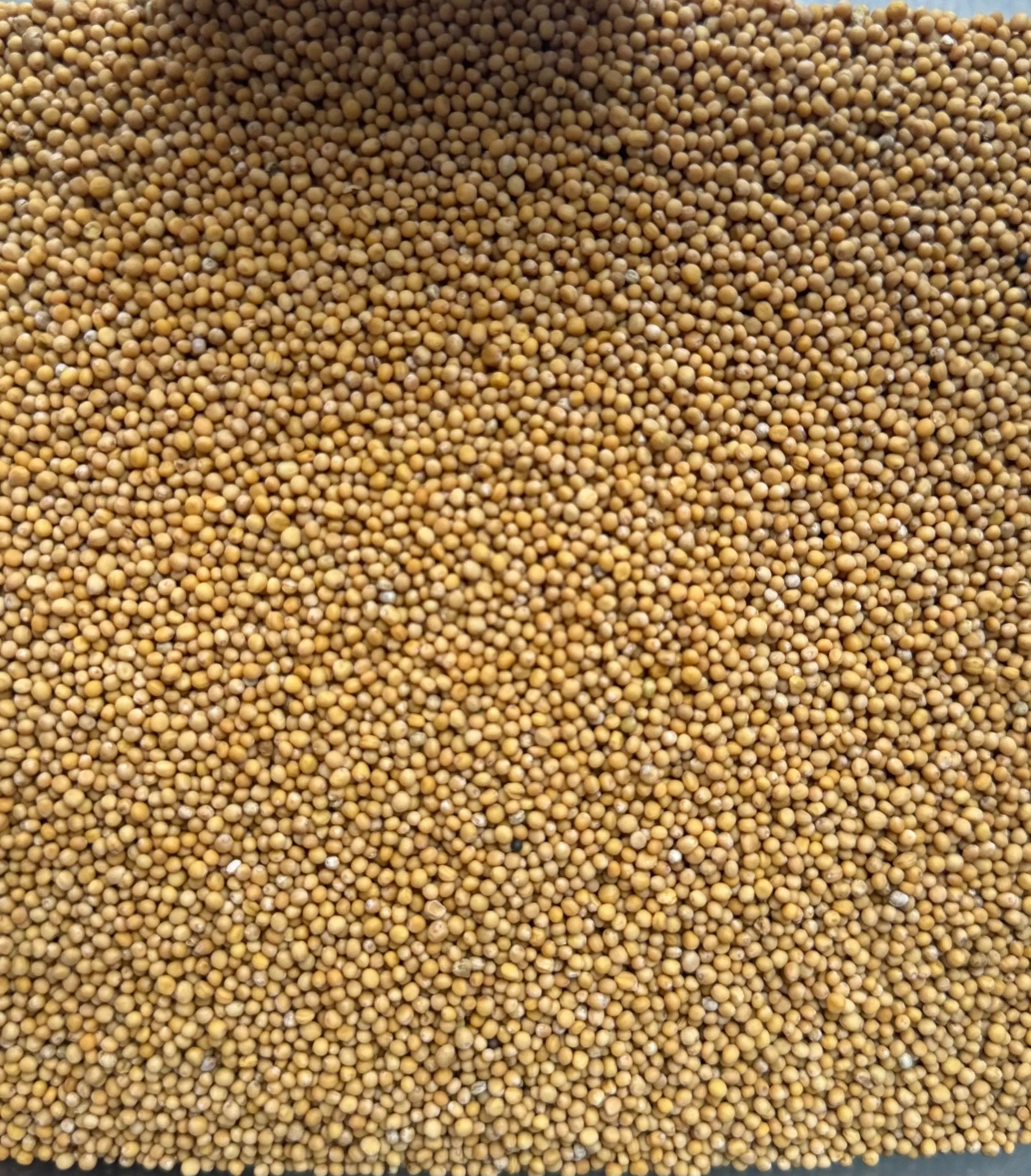 Golden yellow habhab beads close-up texture showing uniform small spherical grains for protection and success