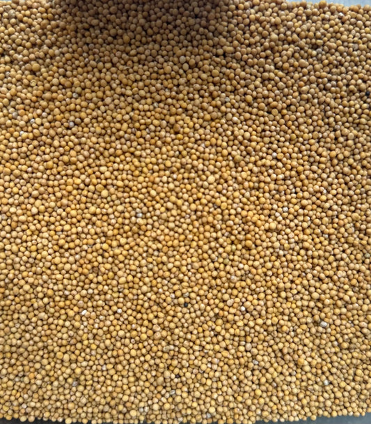 Golden yellow habhab beads close-up texture showing uniform small spherical grains for protection and success