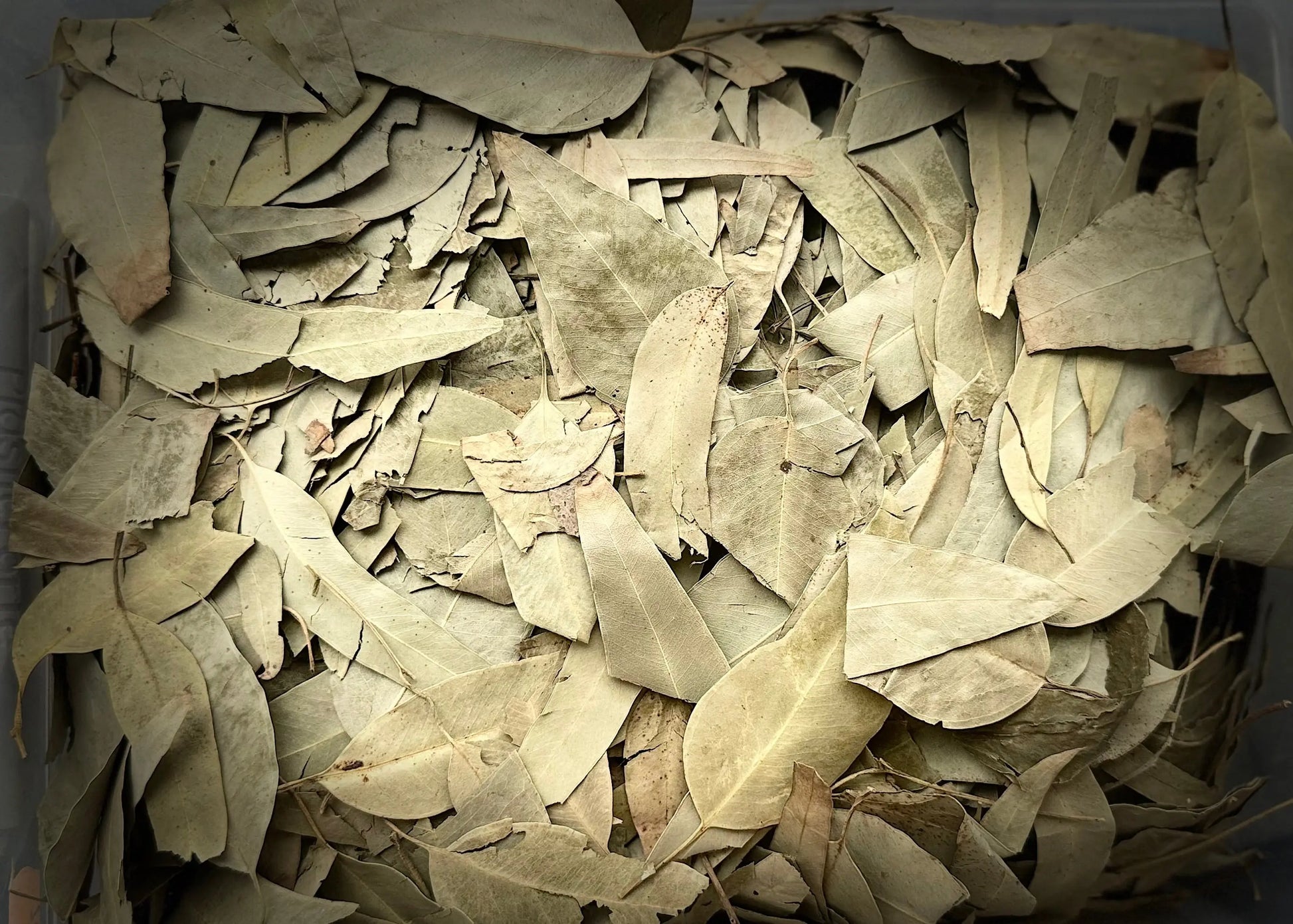 Dried eucalyptus leaves 30g herbal tea, beige dried leaves arranged in layers for respiratory and digestive health benefits