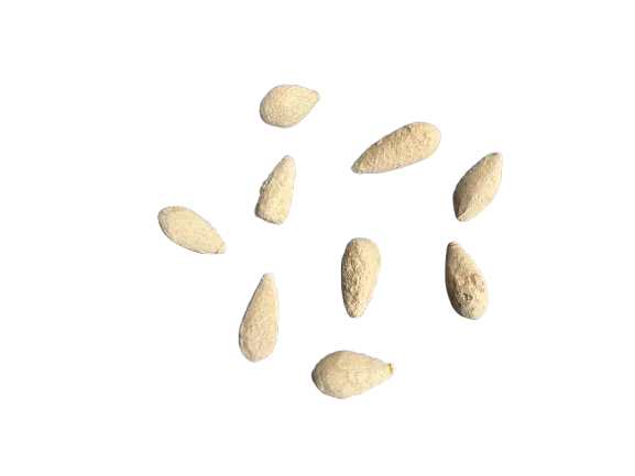 Hajrat el Fak protection stones arranged in circular pattern, beige almond-shaped natural stones on white background