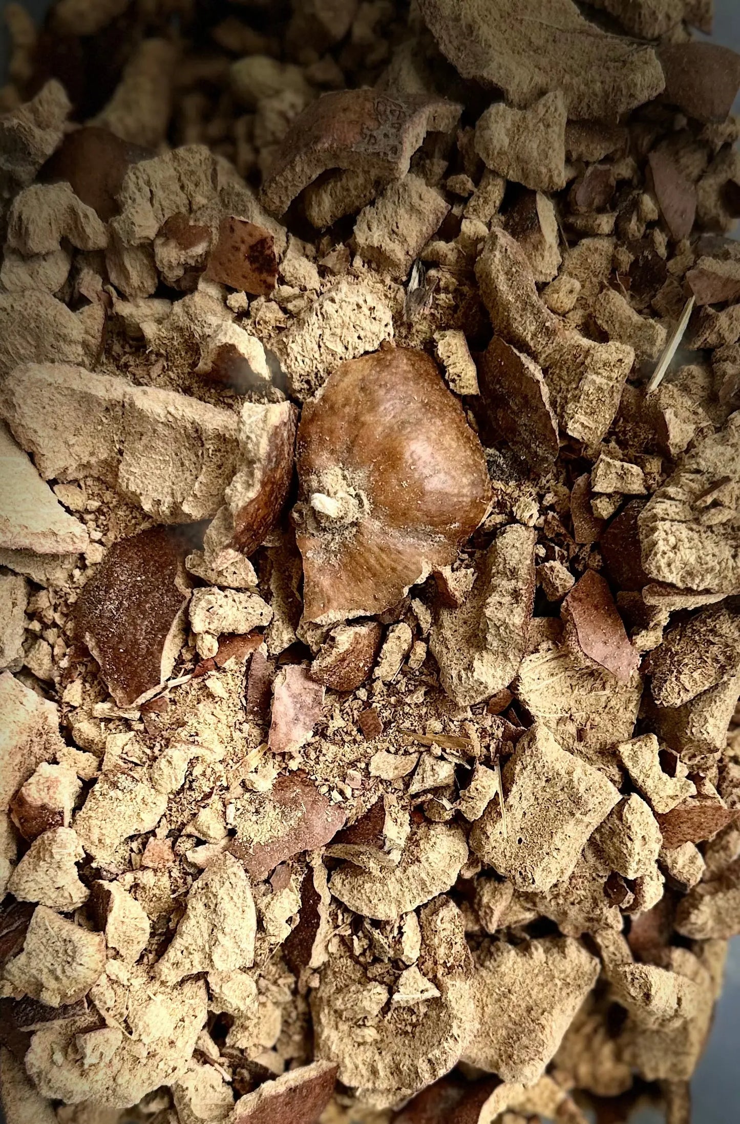 Crushed brown Doum palm fruit pieces and powder, 50g organic doume hyphaene spice blend in natural earthy tones