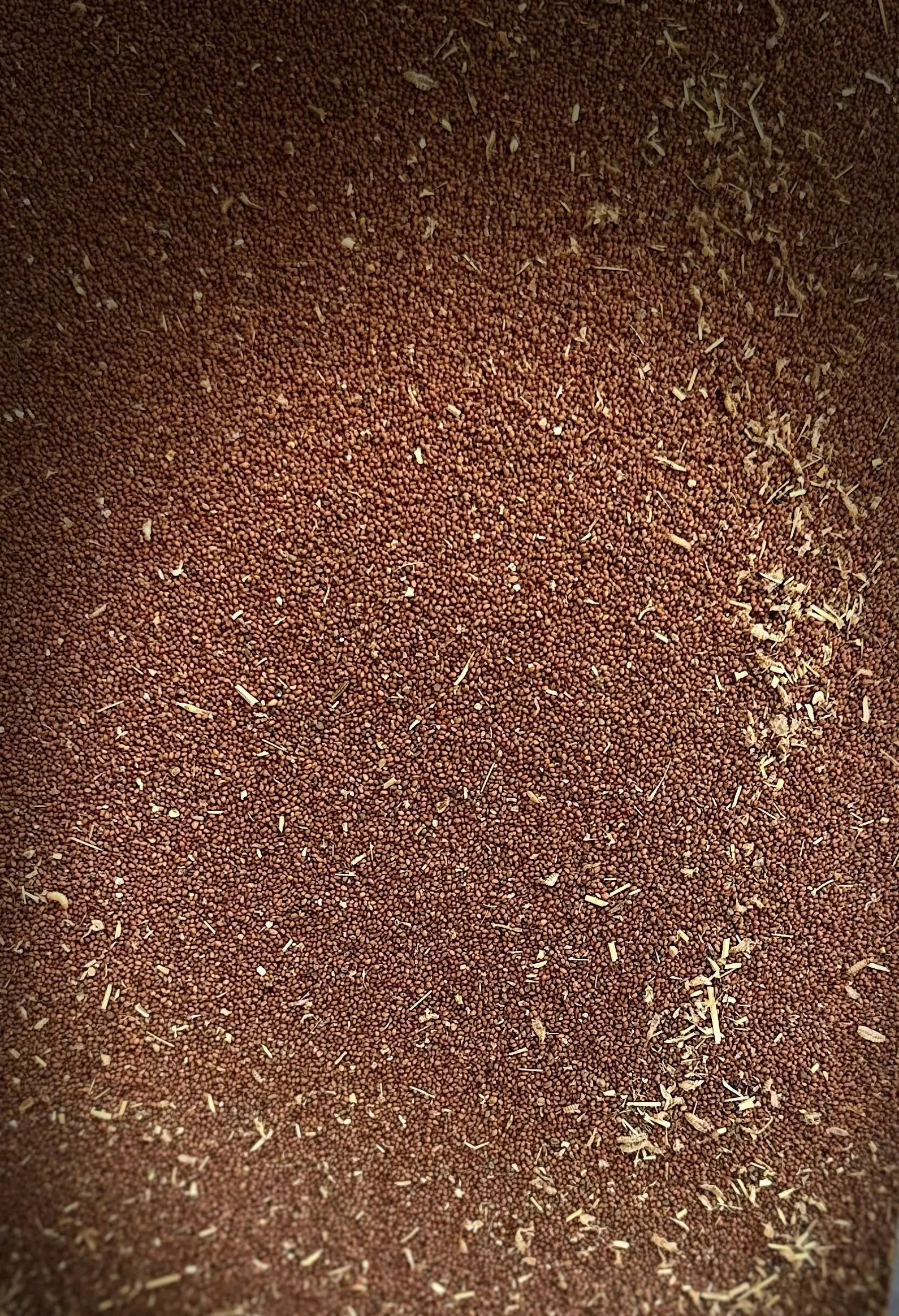 Close-up view of Graines de moutarde showing tiny reddish-brown mustard seeds with scattered dried herbs on dark background