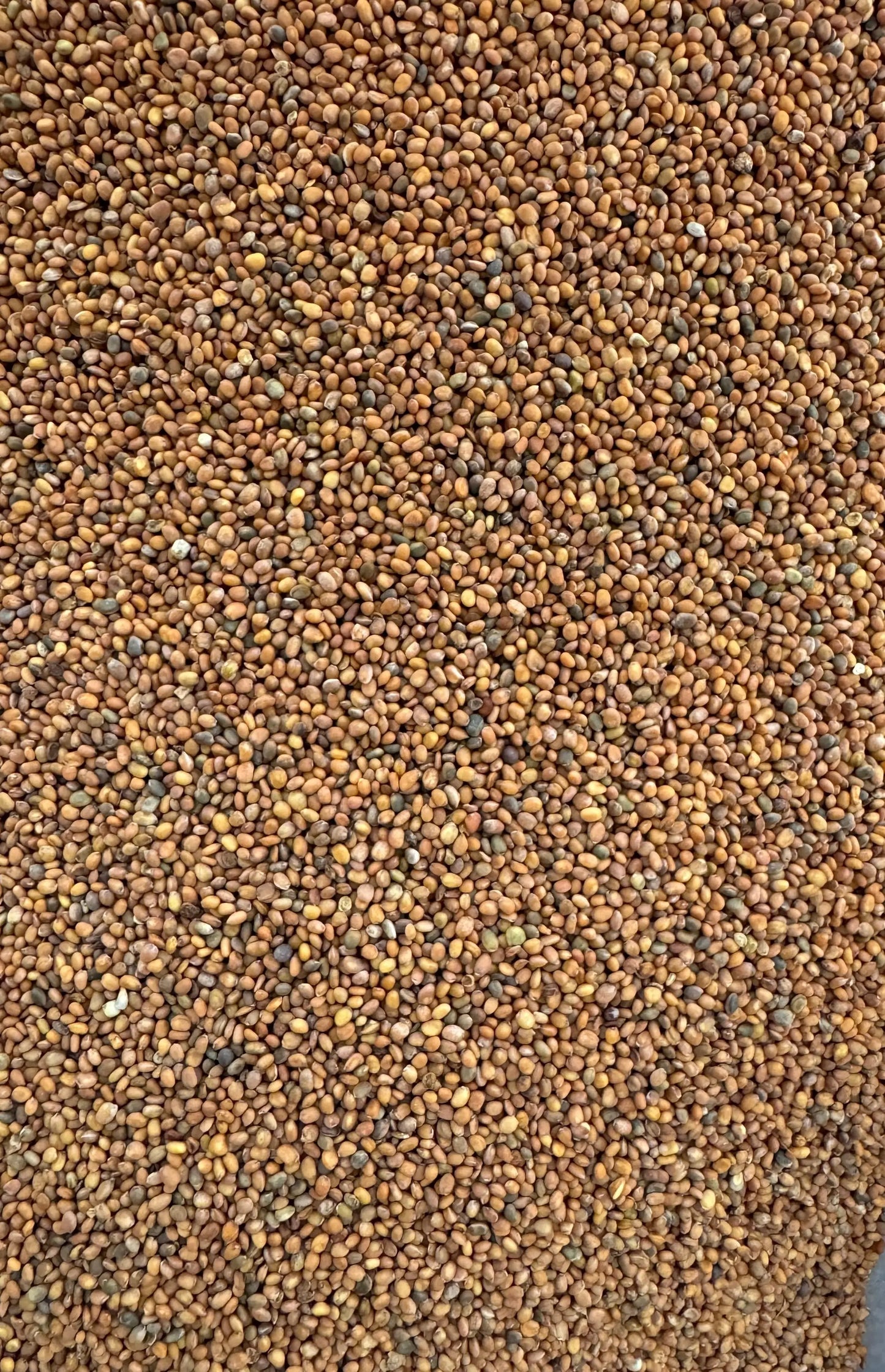 Close-up view of Bodour el jerjir brown rocket seeds from Morocco showing small, uniform texture and natural coloring