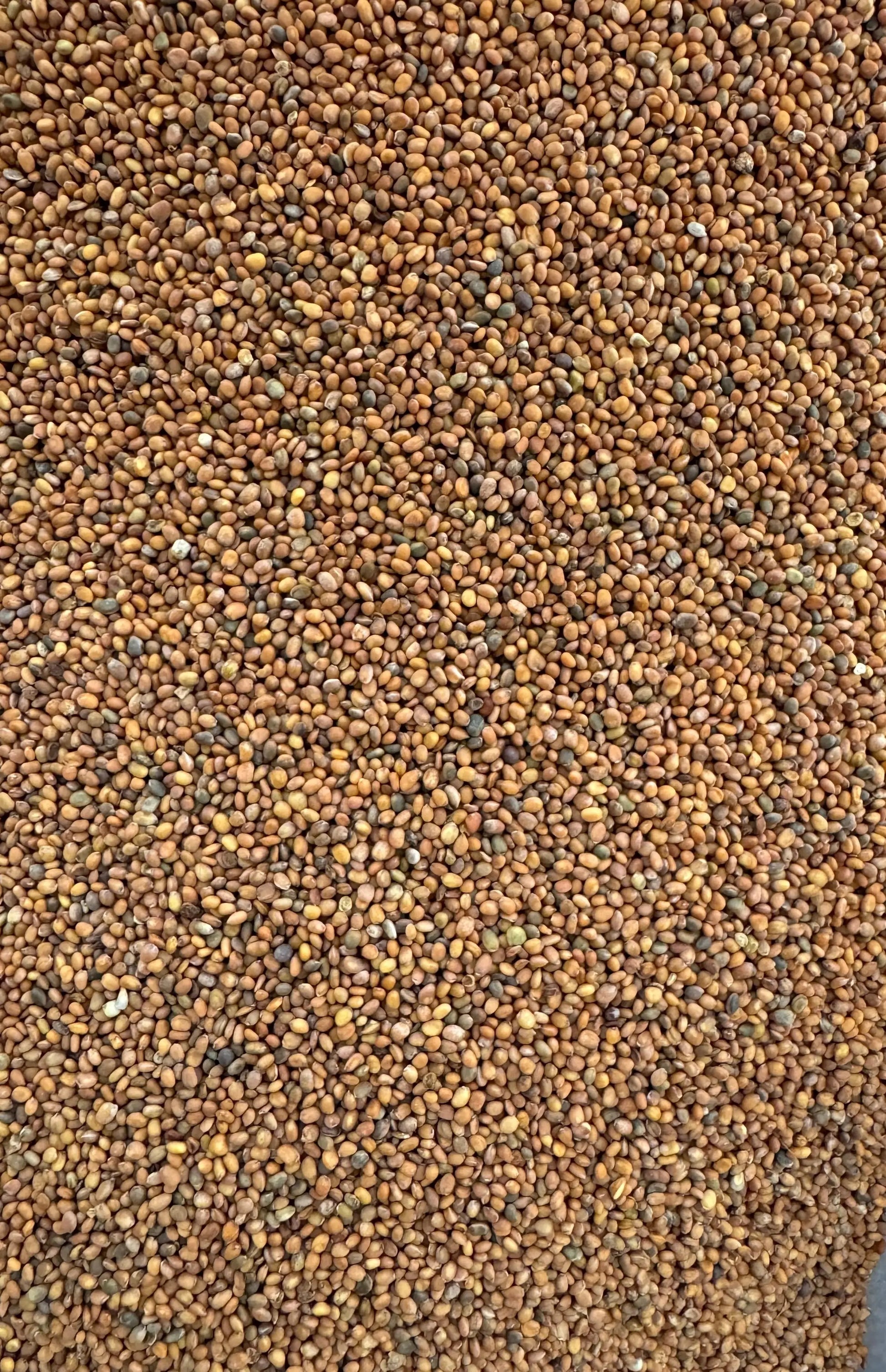 Close-up view of Bodour el jerjir brown rocket seeds from Morocco showing small, uniform texture and natural coloring