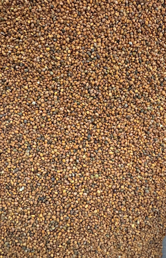 Close-up view of Bodour el jerjir brown rocket seeds from Morocco showing small, uniform texture and natural coloring