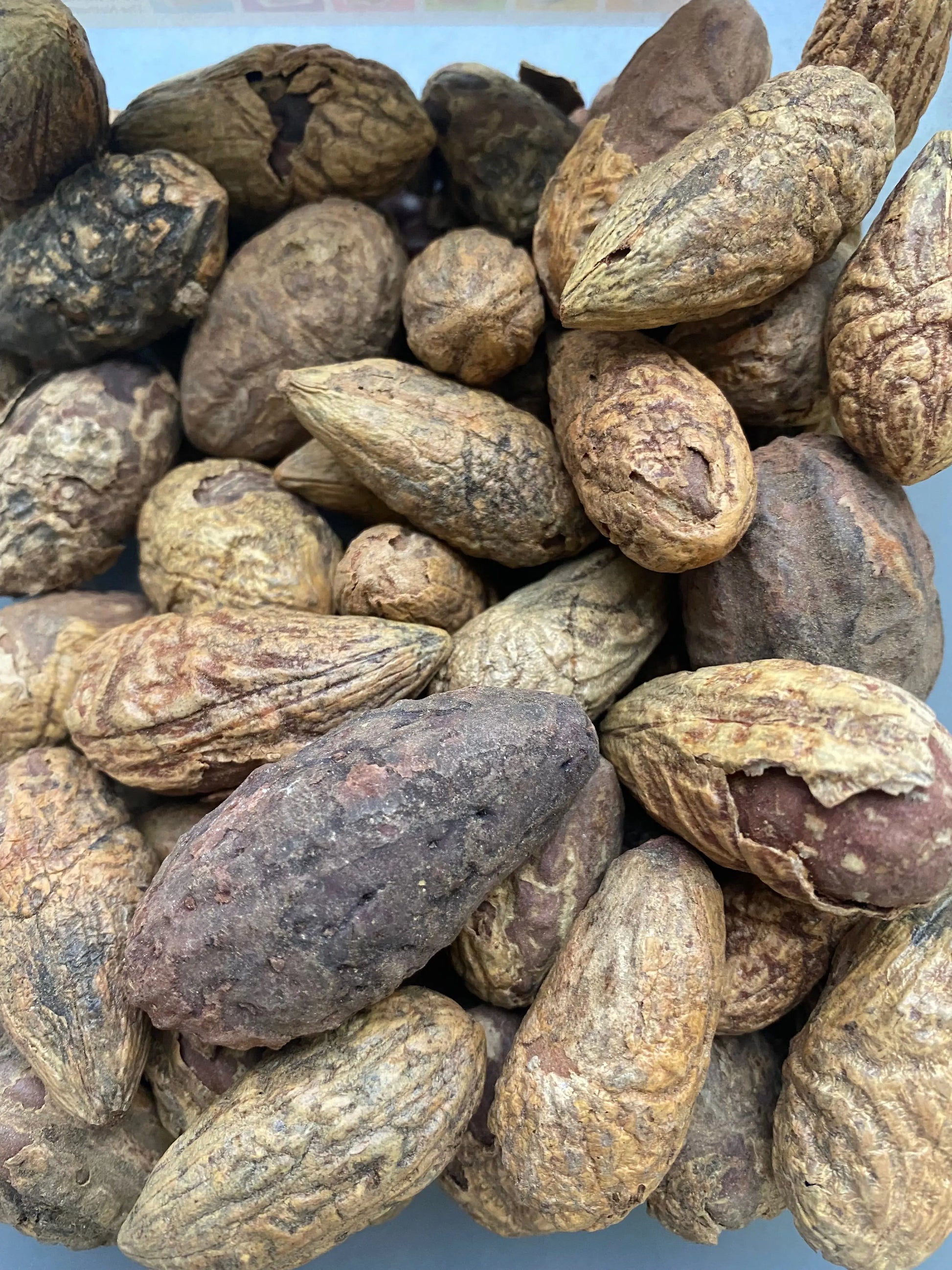 Imperfect Oud el salib incense pieces showing naturally aged and textured brown resin nuts with visible flaws