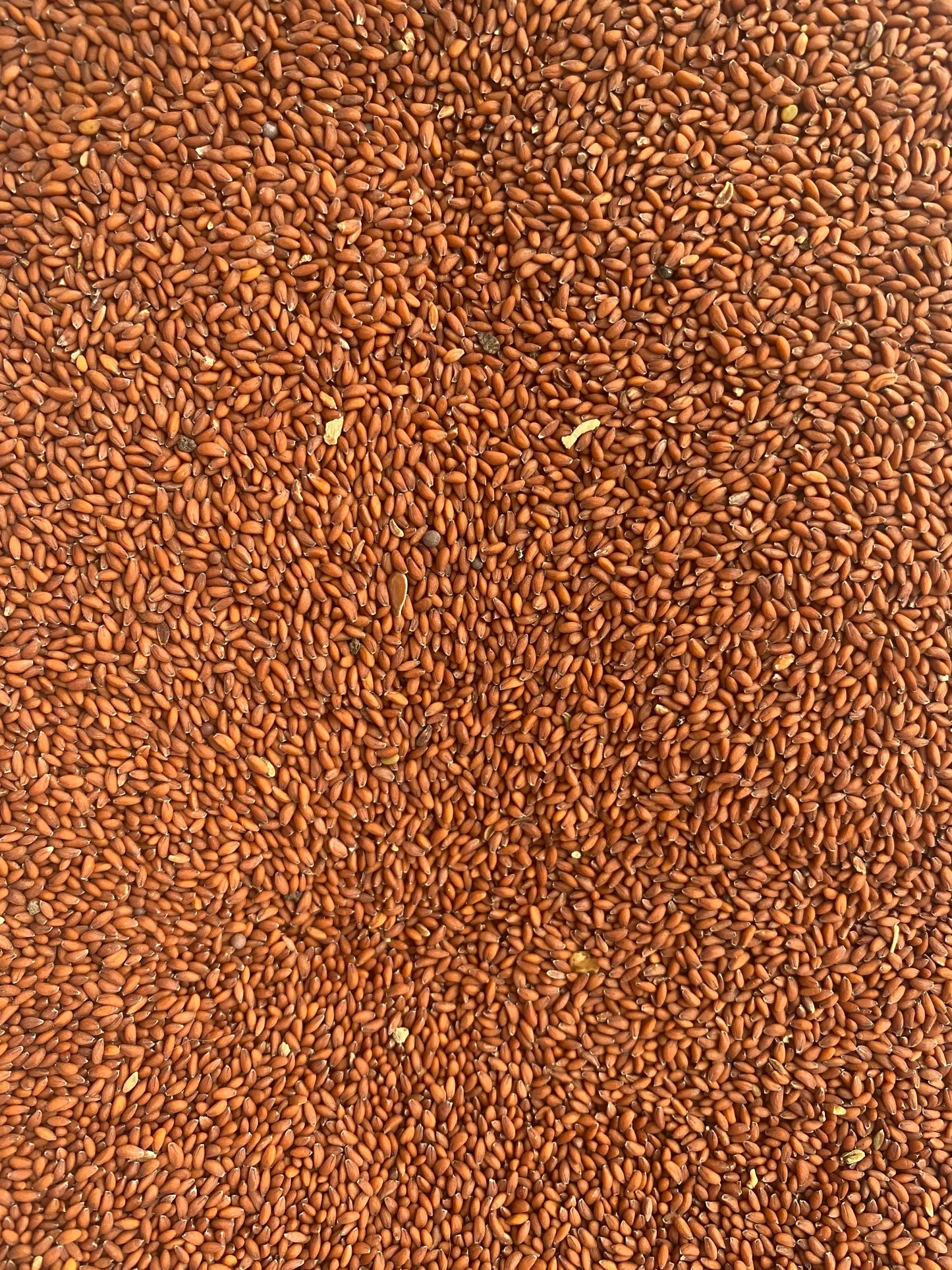 Close-up view of Heb el Rachad cress seeds showing reddish-brown tiny seeds spread across the frame