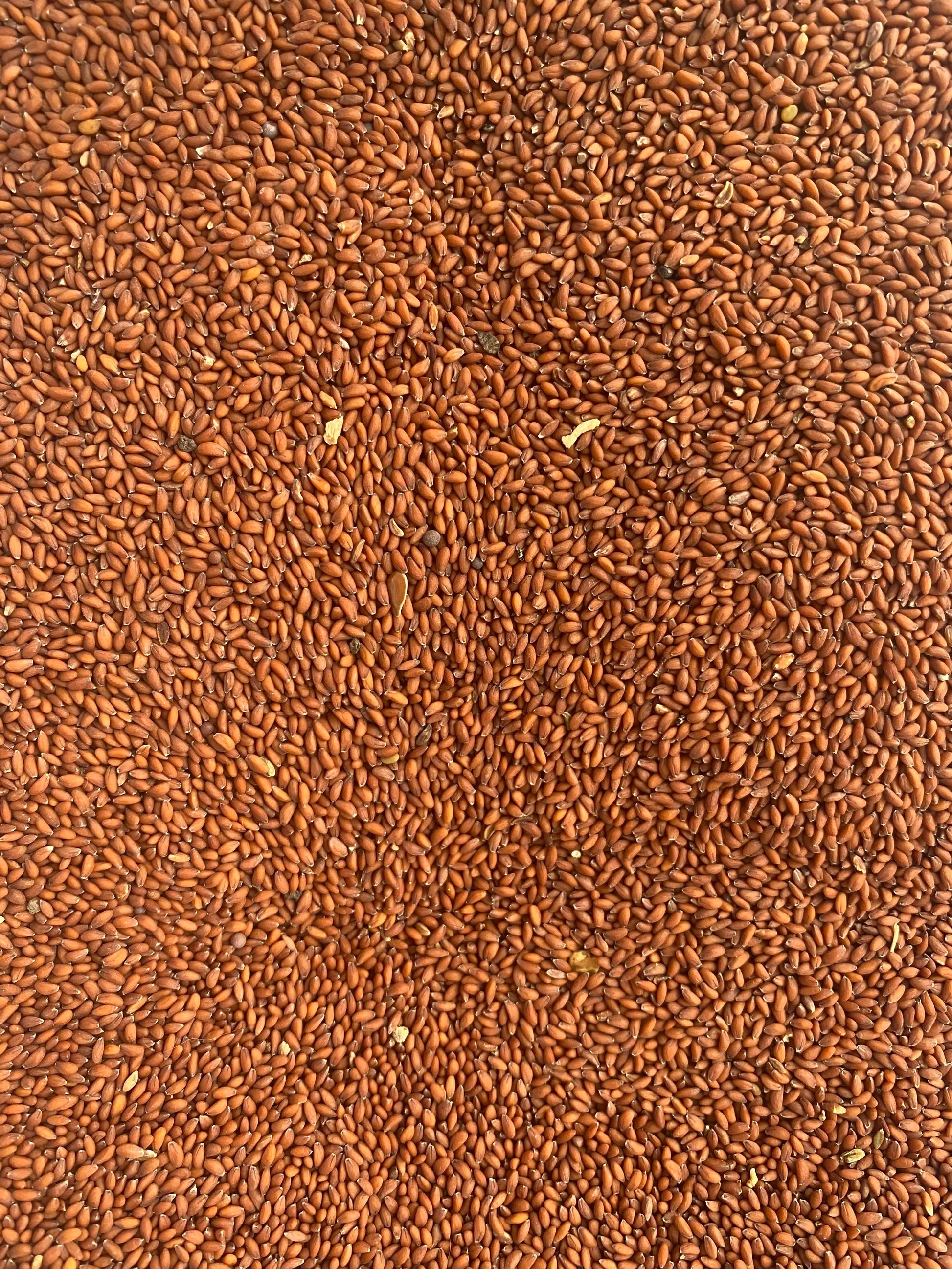 Close-up view of Heb el Rachad cress seeds showing reddish-brown tiny seeds spread across the frame