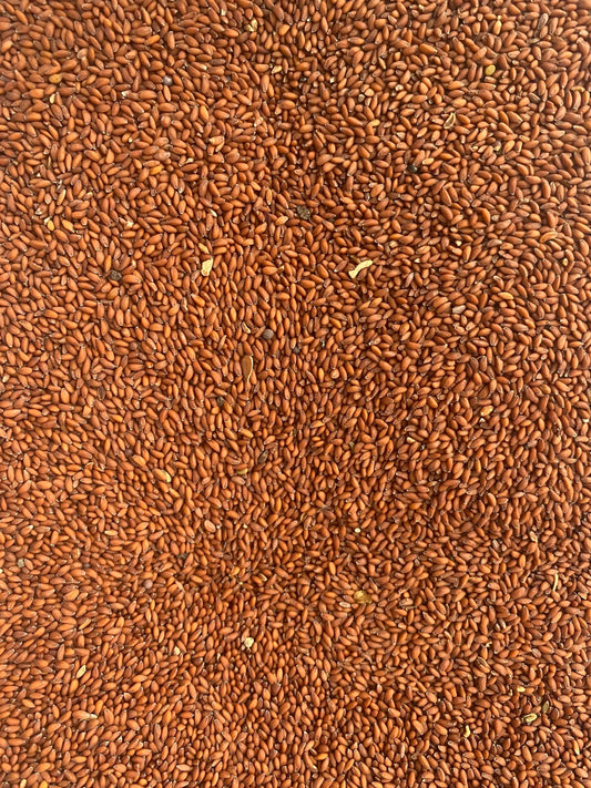 Close-up view of Heb el Rachad cress seeds showing reddish-brown tiny seeds spread across the frame