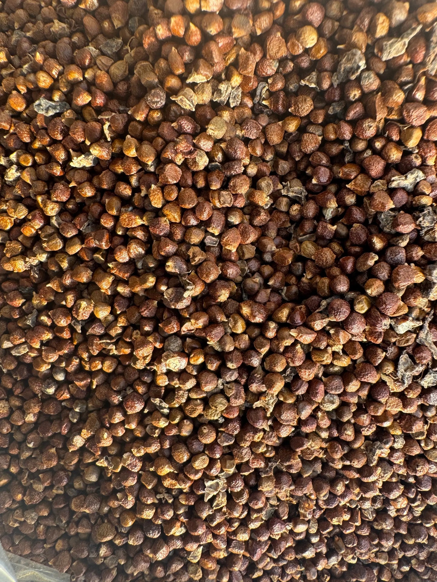 Close-up view of Gouza sahraouia spice blend showing small, round, reddish-brown seeds in bulk quantity
