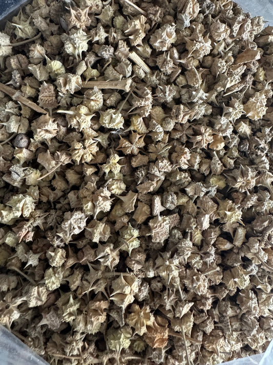 Heska - 50g hesk - حسكة - حسك- haska THE ORIENTAL HERBORIST