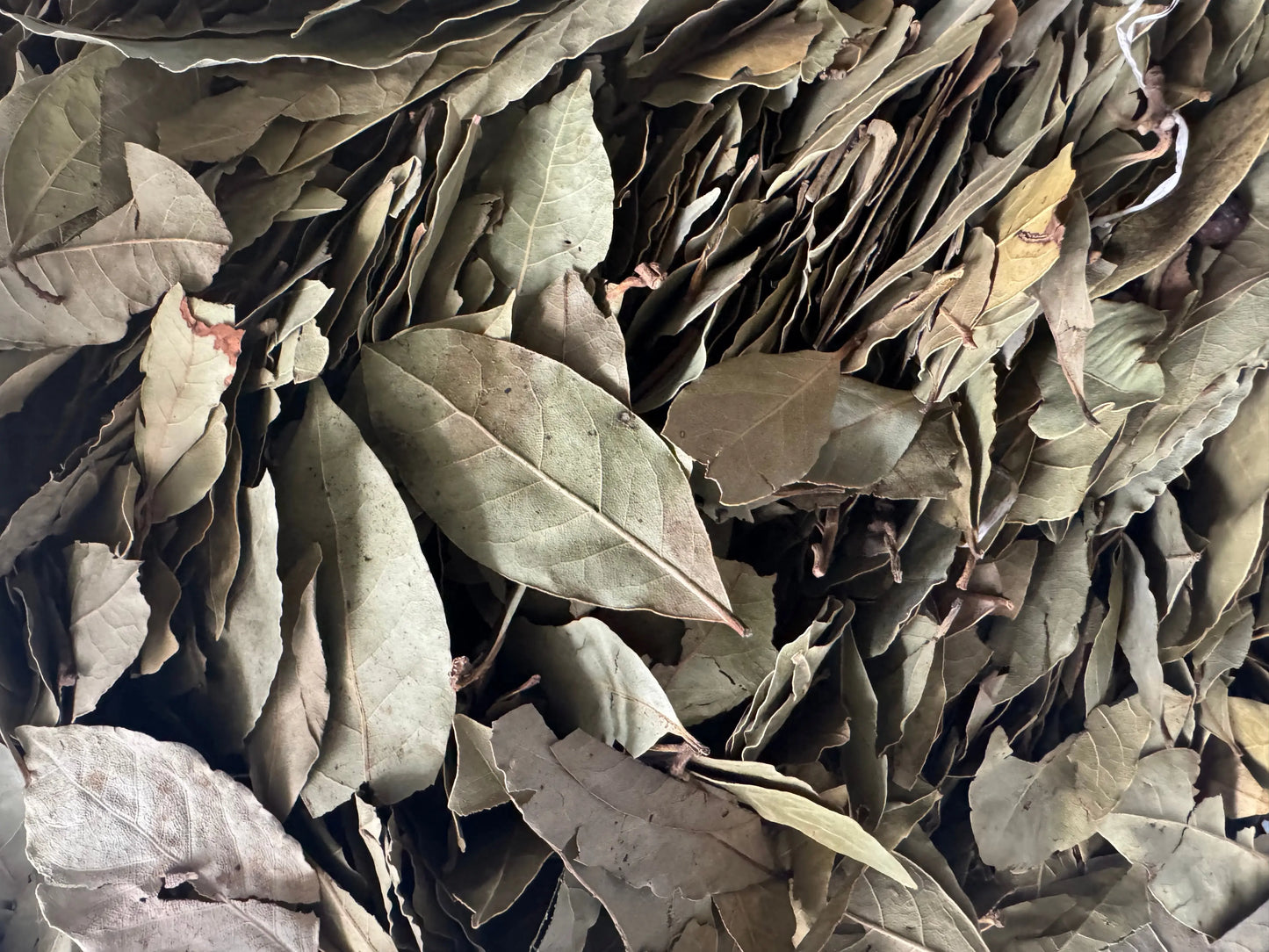 Feuilles de laurier - 30g - awraq sidna moussa - awrak el ghar THE ORIENTAL HERBORIST