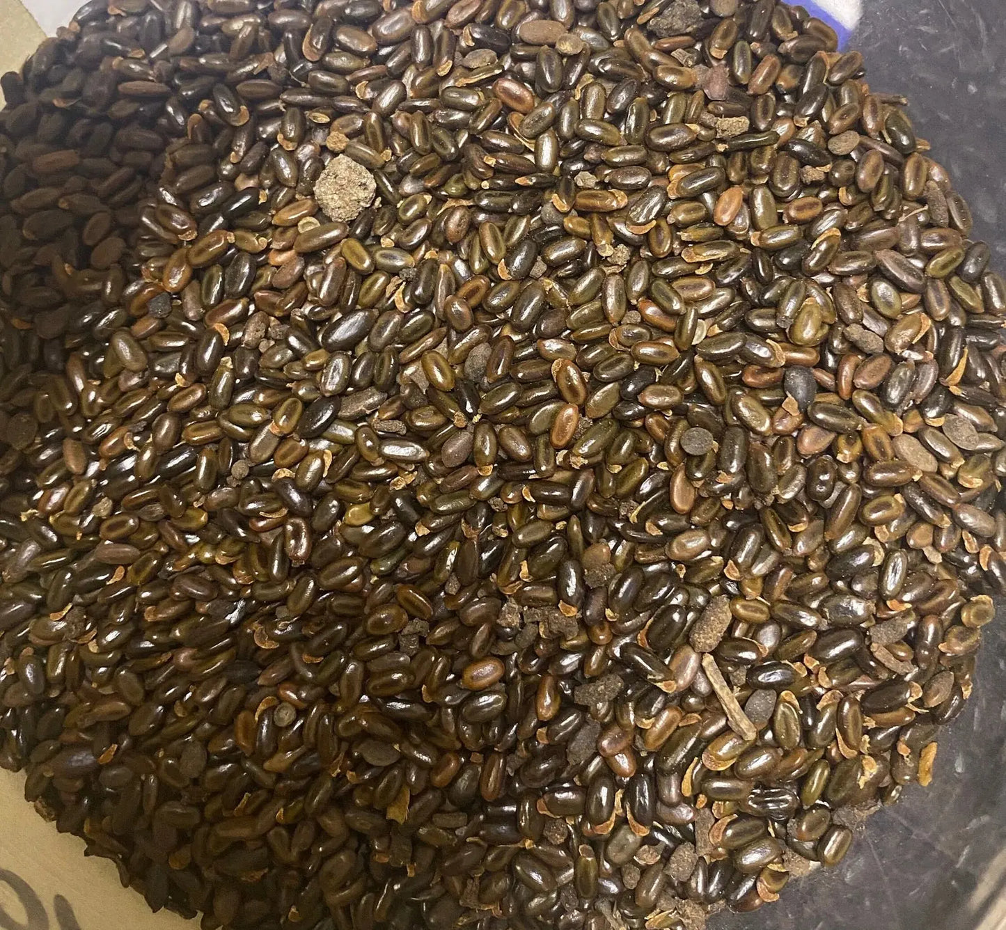 Fresh Semqala spice seeds in bulk, traditional Middle Eastern samkala seasoning, 30g portion displayed on dark surface