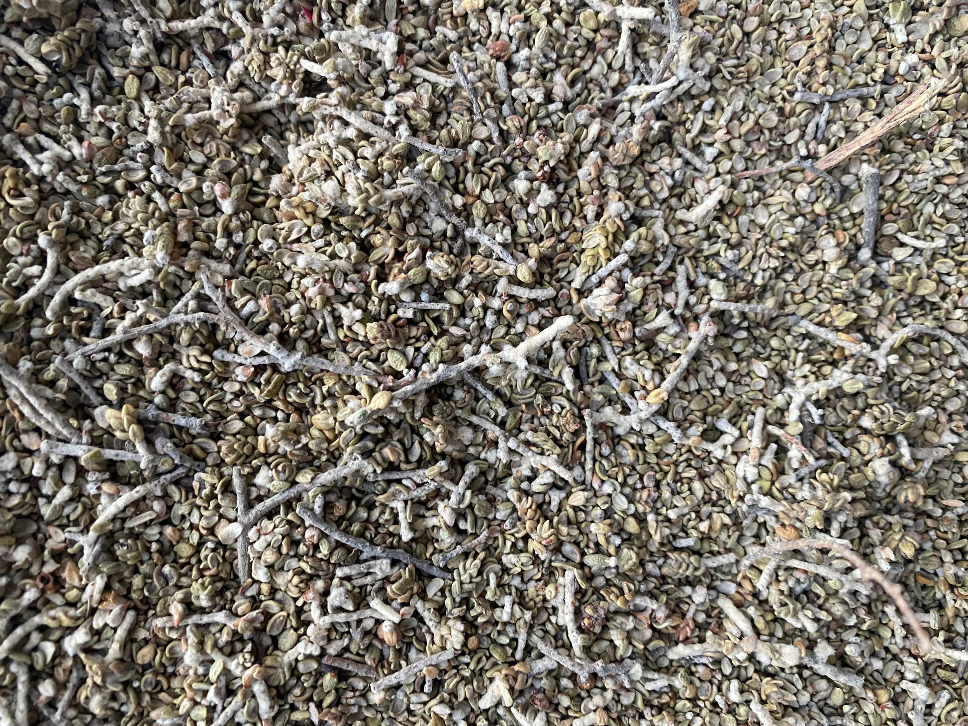 Dried Mithnane Thymelaea hirsuta herbs shown in small grayish fragments with stems and leaves