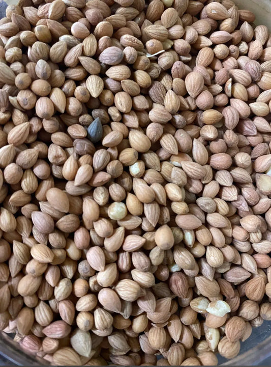 Fresh whole mahlab spice seeds in 30g package, showing natural brown kernels in close-up view