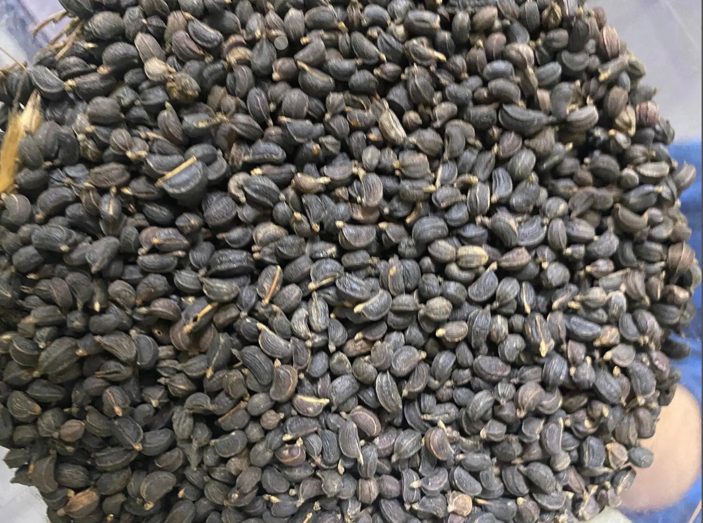 Close-up of Haya gueri / keri dried black seeds in bulk quantity showing natural texture and shine against blue background