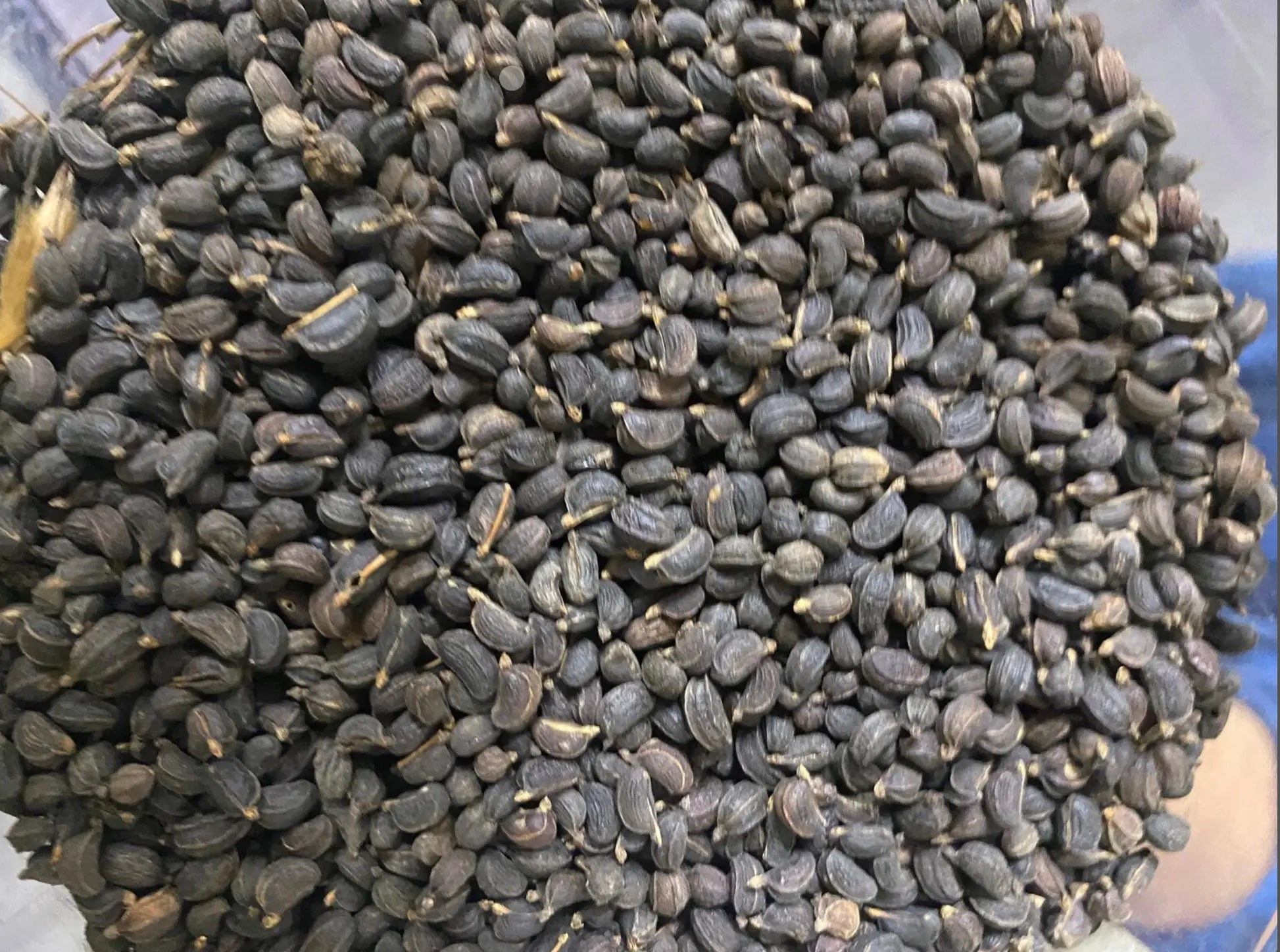 Close-up of Haya gueri / keri dried black seeds in bulk quantity showing natural texture and shine against blue background
