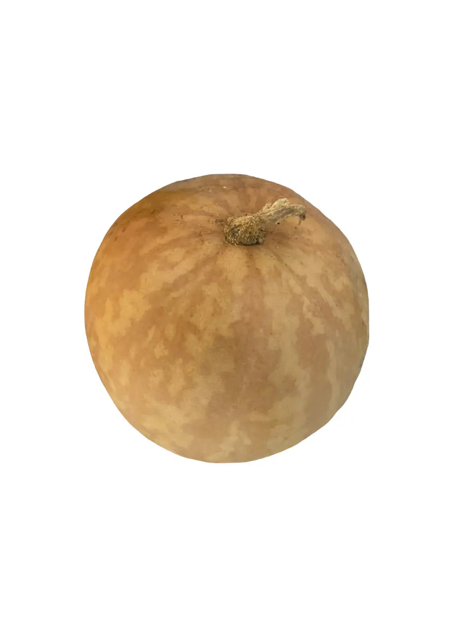 Hedja - haja - 1 pièce - حدجة theoriental herborist