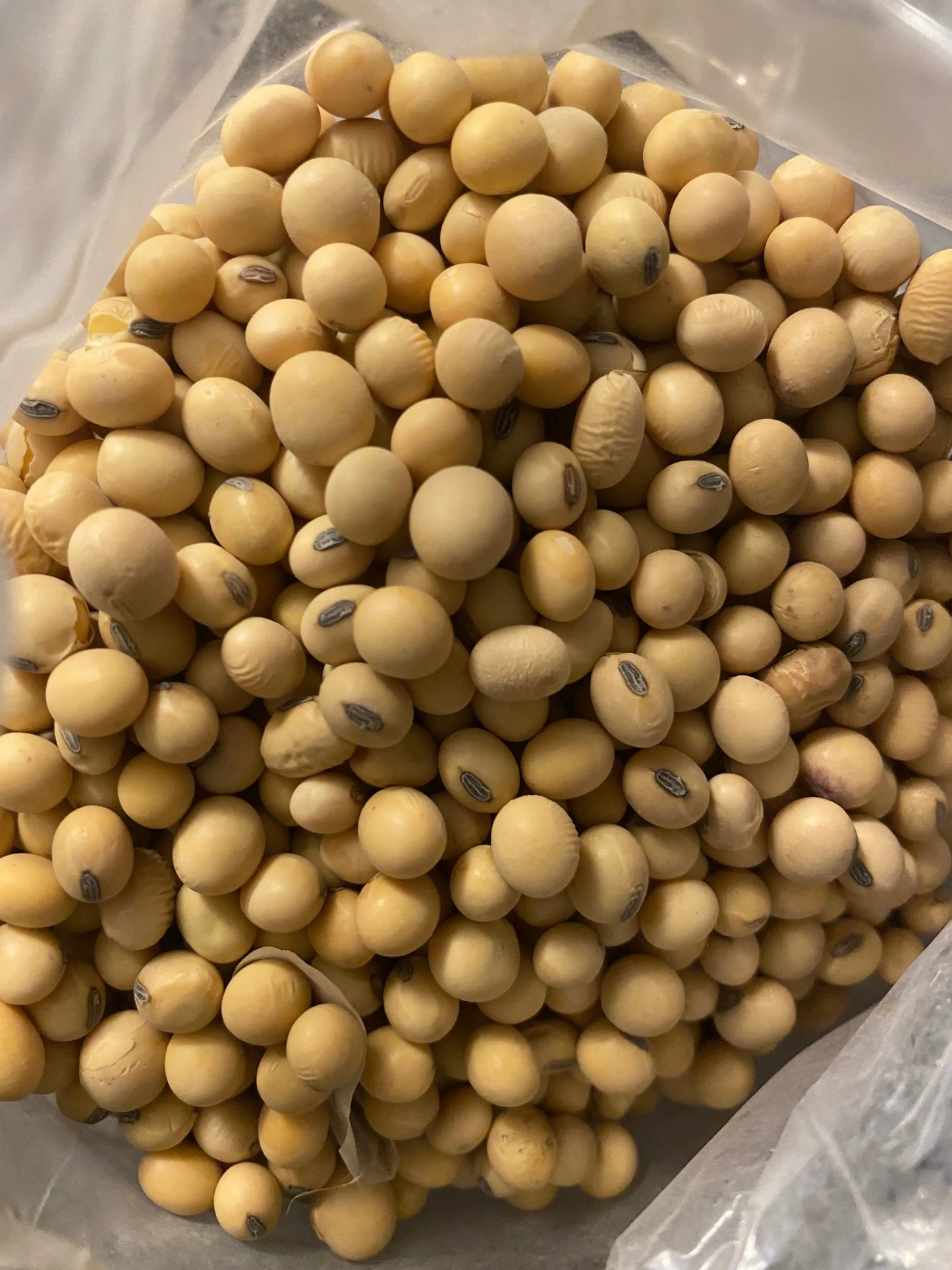 Fresh Graines de soja (soybeans) in bulk, showing pale yellow round beans in clear plastic packaging