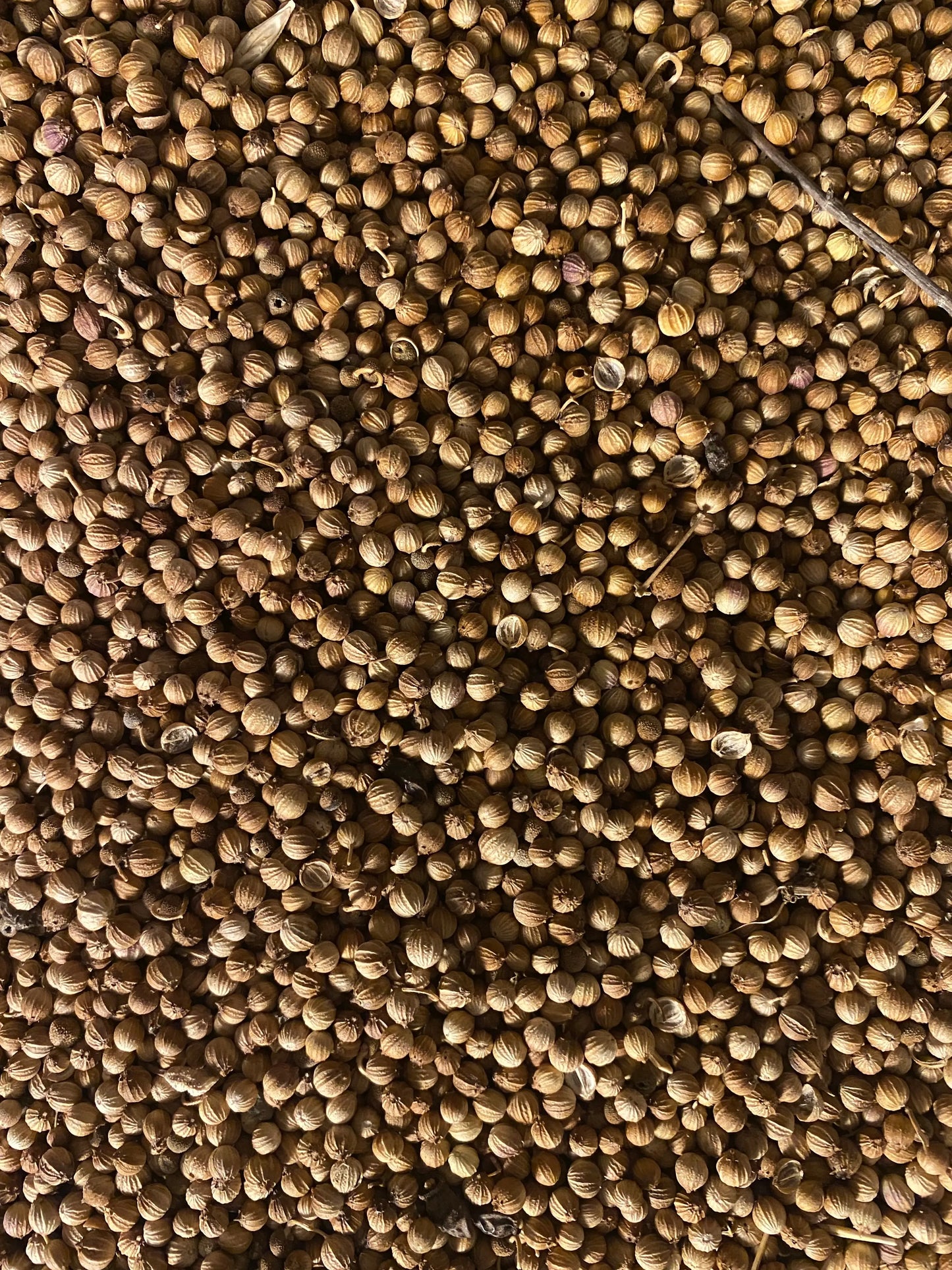 Dried coriander seeds (Grains de coriandre) in bulk, showing natural brown spherical spices with textured surface
