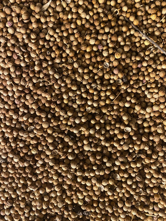 Dried coriander seeds (Grains de coriandre) in bulk, showing natural brown spherical spices with textured surface