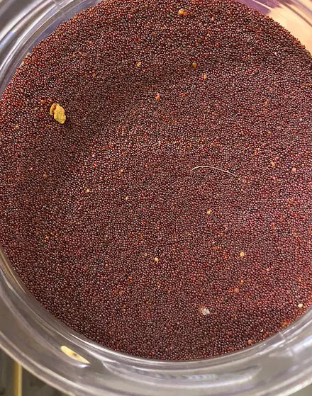 Grains de Salba - 30g - السالبة ـ عشبة - selba - meslouba - maslouba theorientalherborist