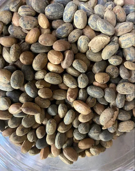 Habbat el moulk - 10g - حبة الملوك - Habbat el moulouk - problèmes de transit, sorcellerie, sehour theorientalherborist