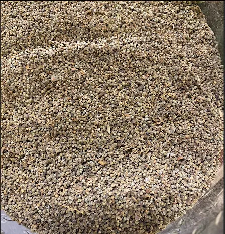 Sakarane - 20g - sekarane - سكران - Jusquiames - theoriental herborist