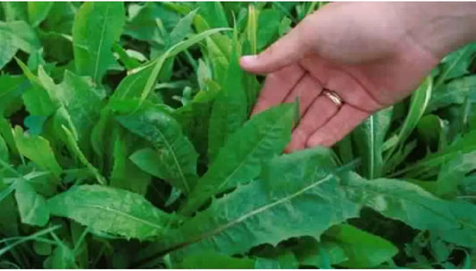 Fresh wild chicory leaves Hendba baria being harvested, showing vibrant green serrated foliage growing in natural conditions