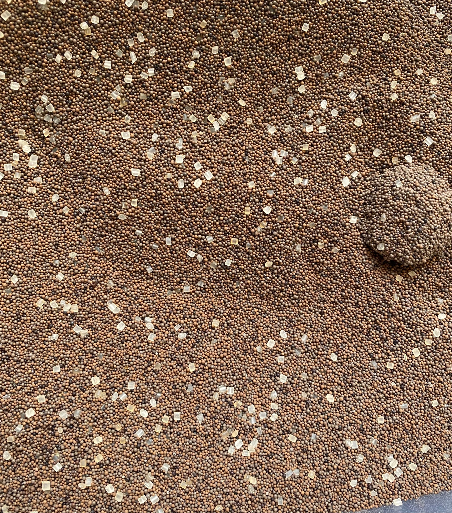 Grains de Salba - 30g - السالبة ـ عشبة - selba - meslouba - maslouba theorientalherborist