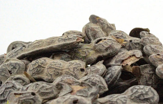 Dried Garadh acacia nilotica pods and seeds, traditional nep nep herb in natural grey-brown color close up view