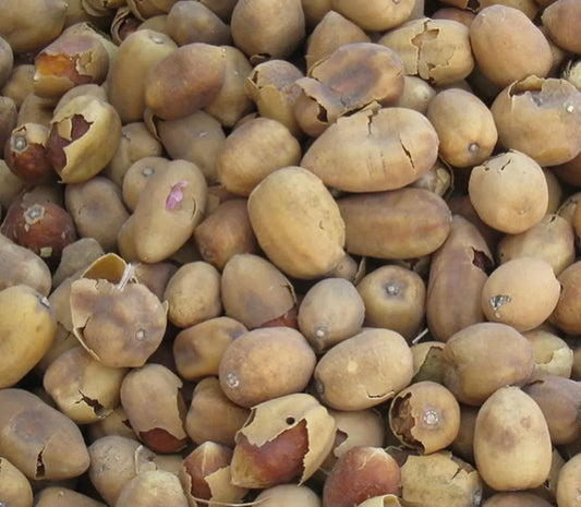 Fresh Laloube dried nut shells in beige and brown tones, close-up view of traditional Middle Eastern snack, 50g package