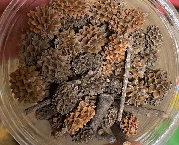 Natural brown pine cones and twigs of Malwi fi Kssatou in clear container viewed from above