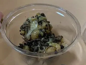 White Fassoukh Galbanum resin in clear glass bowl, showing natural crystalline texture and greenish-white coloring
