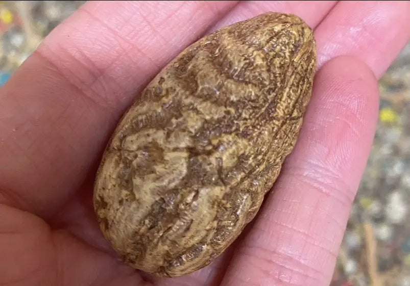 Natural OUD EL SALIB protection stone with marbled brown texture held in palm showing size and unique patterns