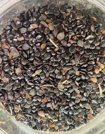 Black Nigella Sativa seeds from Saudi Arabia in clear glass container, showing natural dark color and texture
