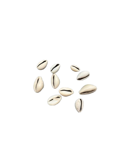 El ouadaa - al wadaa - wedaa - Cowrie - Cowrie - Cypre - Gesichtsbehandlung - الودعة