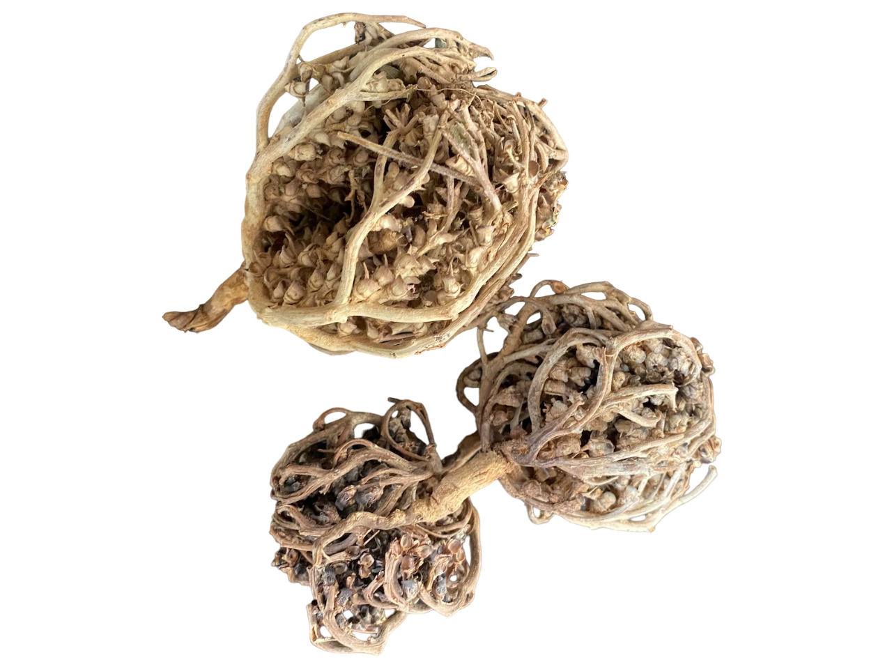 Chajarat Mariam - Rose de Jericho - Anastatica hierochuntica - fertilité, grossesse, stimulation, شجرة كف مريم