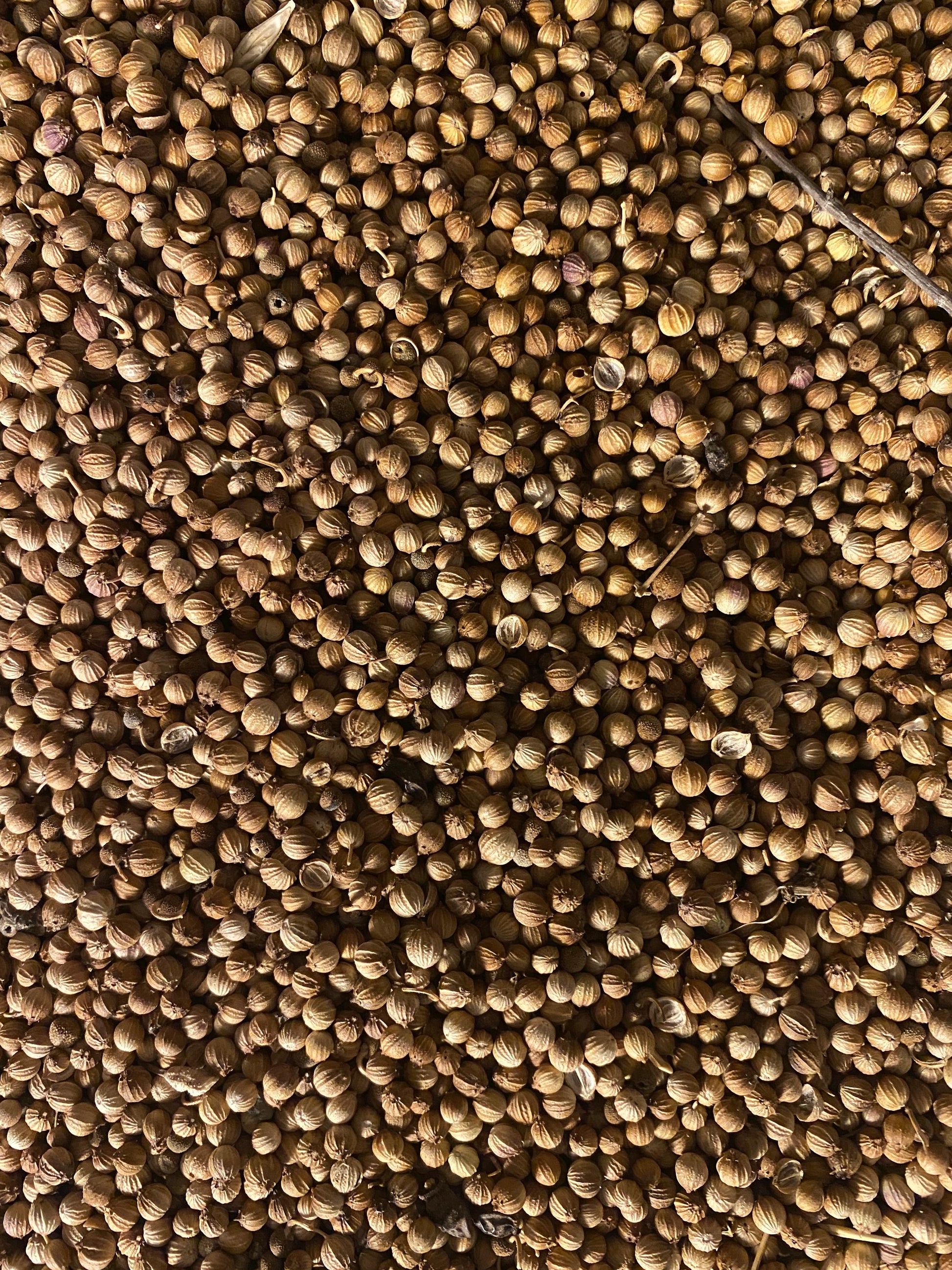 Graines de coriandre Poudre بذور القزبرة بودرة